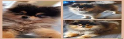 Pomeranian dogs for sale: 4 pomeranian puppies - Advert 3