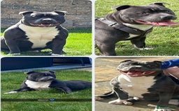 Staffordshire Bull Terrier dogs for stud: STORM - Image 12