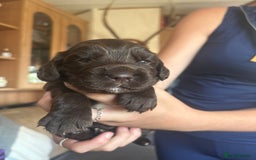 Sprocker dogs for sale: Sprocker puppies - Image 11