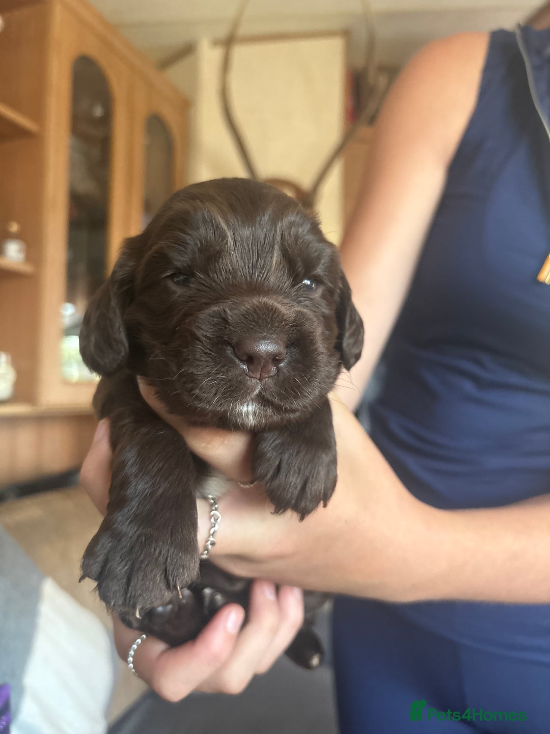 Sprocker dogs for sale: Sprocker puppies - Image 11