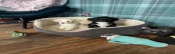 Bernedoodle dogs for sale: Stunning bernedoodle puppies  - Advert 4