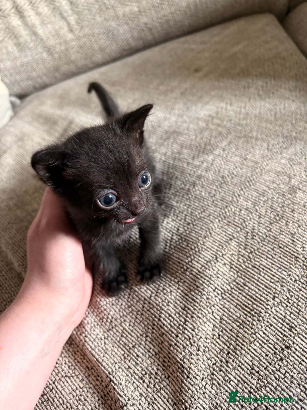 Domestic Shorthair cats for sale: Beautiful female black kittens - Image 7