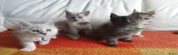 Maine Coon cats for sale: TICA REGISTERED GORGEOUS MAINE COONKITTENS - Advert 4