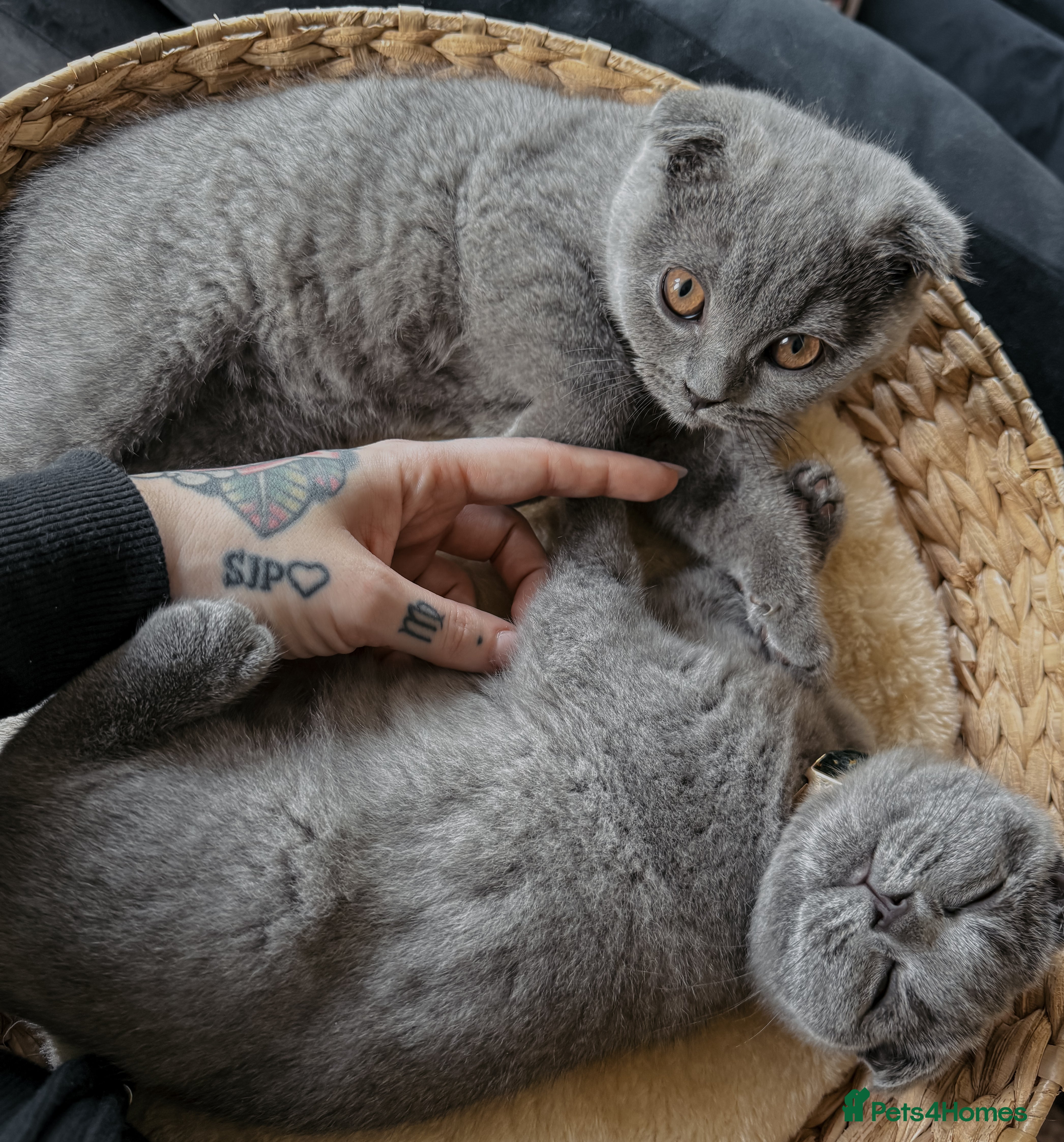 Scottish Fold cats Our twins - Advert 1