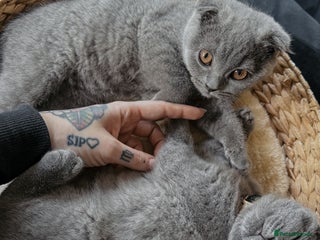 Scottish Fold cats Our twins - Advert 1