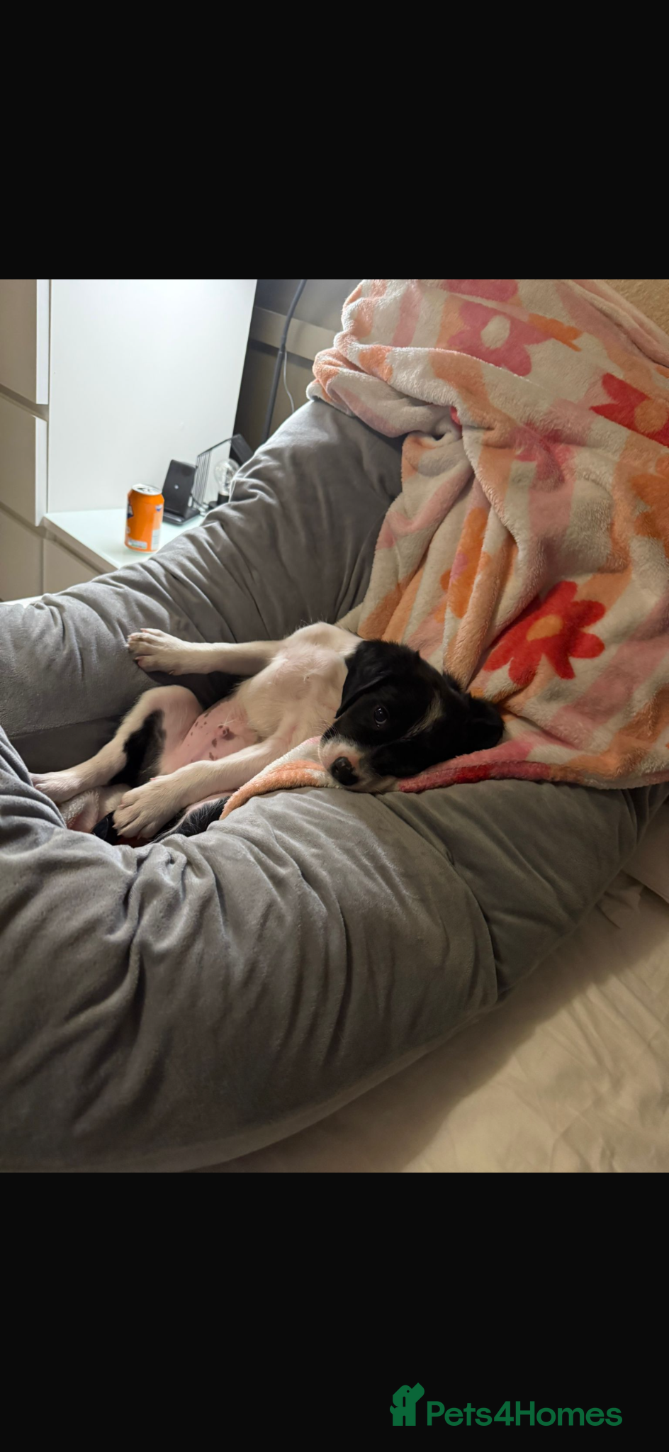 Mixed Breed dogs for sale: King Charles Cross Border Collie  - Advert 5