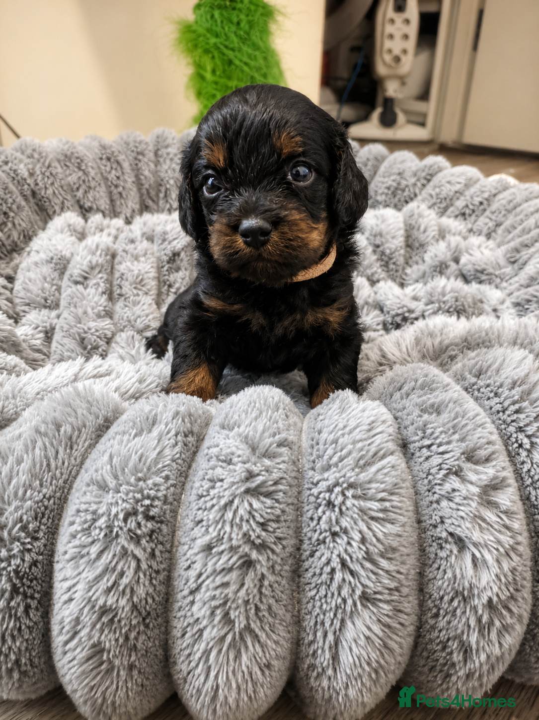 Cavapoo dogs 🩷 Only Cavapoo Girl Left – Ready 8th August - Advert 2