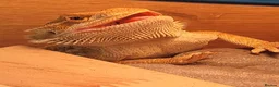 Bearded Dragon reptiles for sale: Bearded dragon and full set up  - Advert 3