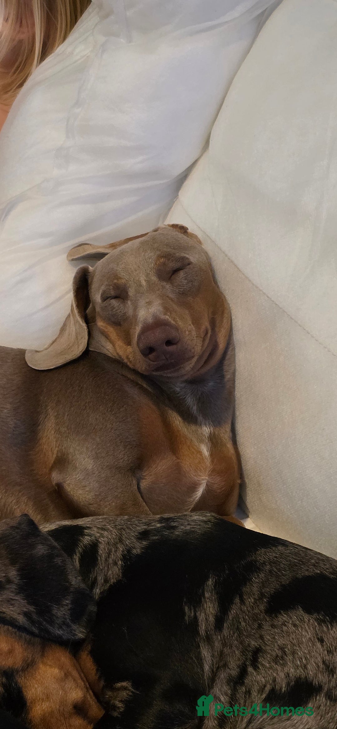 Miniature Dachshund dogs for sale: Clyde the Isabella male  - Advert 6