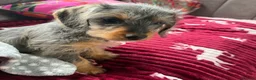 Doxiepoo dogs for sale: Beautiful Doxiepoo Puppy Looking for a Loving Home - Advert 4