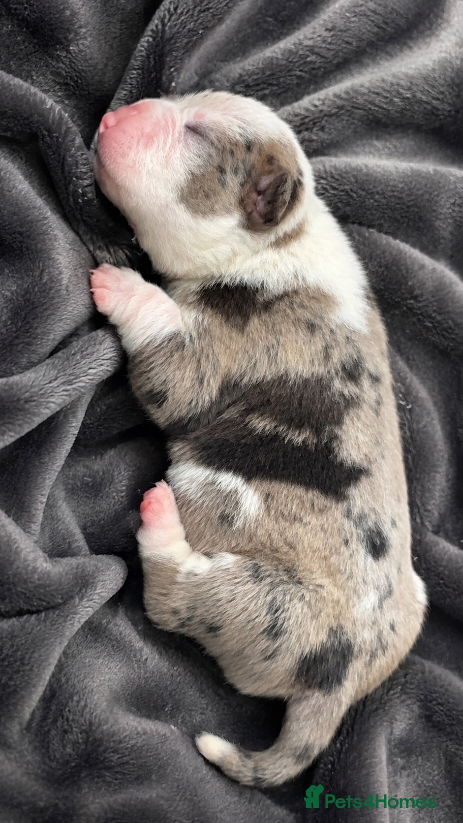 American Bully dogs Stunning Pocket Bully pups paymentplans available - Advert 13