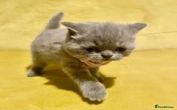 British Shorthair cats for sale: 💕Pure BSH Kittens – Family Raised, Ready December - Image 9