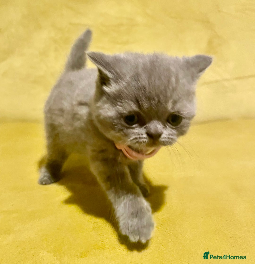 British Shorthair cats for sale: 💕Pure BSH Kittens – Family Raised, Ready December - Image 9