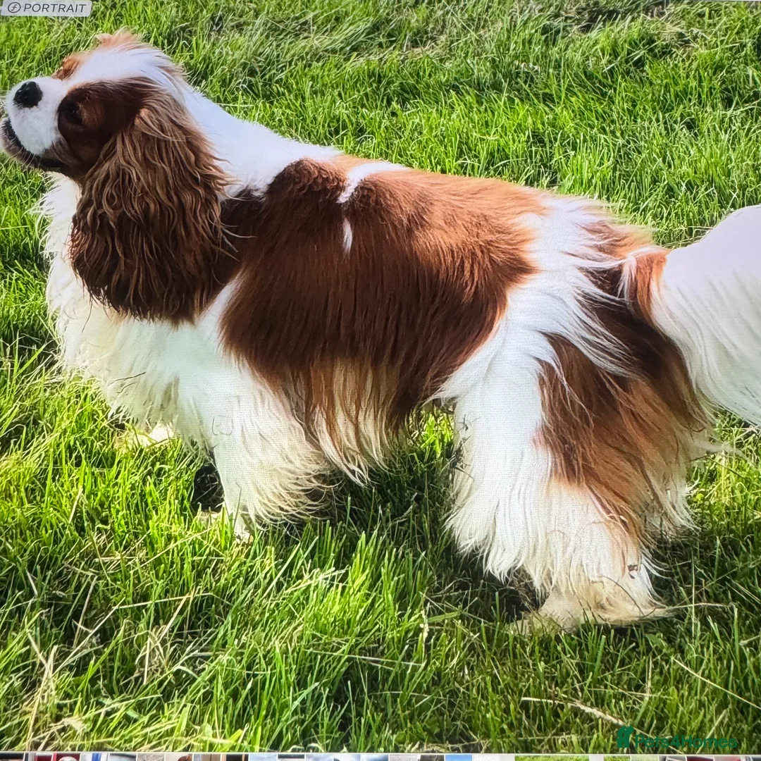 Cavalier King Charles Spaniel dogs for stud: KC Cavalier King Charles for stud - Advert 5