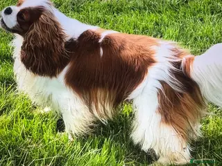 Cavalier King Charles Spaniel dogs KC Cavalier King Charles for stud - Advert 18