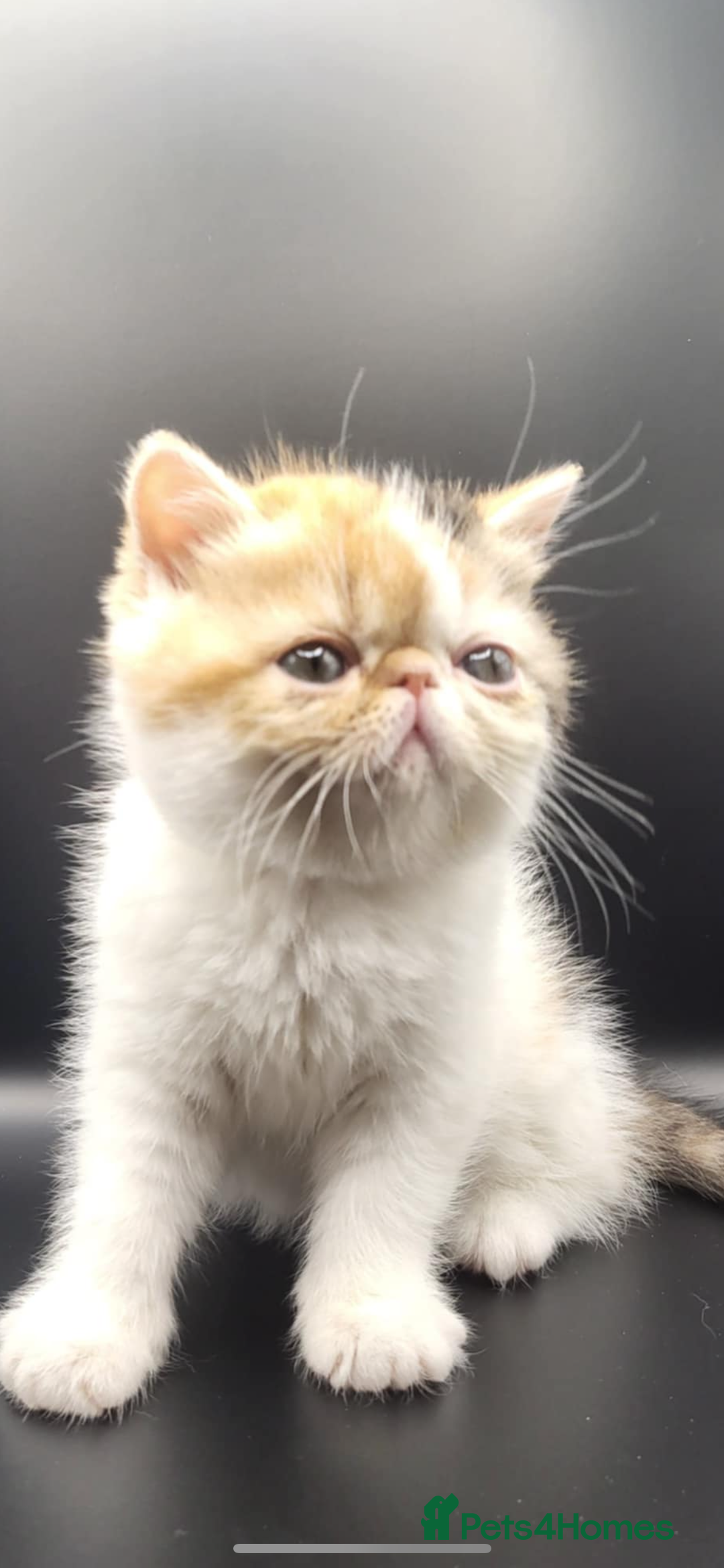 Exotic cats for sale: Exotic kittens  - Advert 29