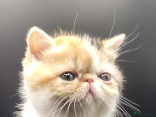 Exotic cats Exotic kittens - Advert 9