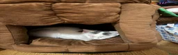 Mixed Breed cats for sale: Female kitten looking for her forever home  in Saffron Walden - Advert 2