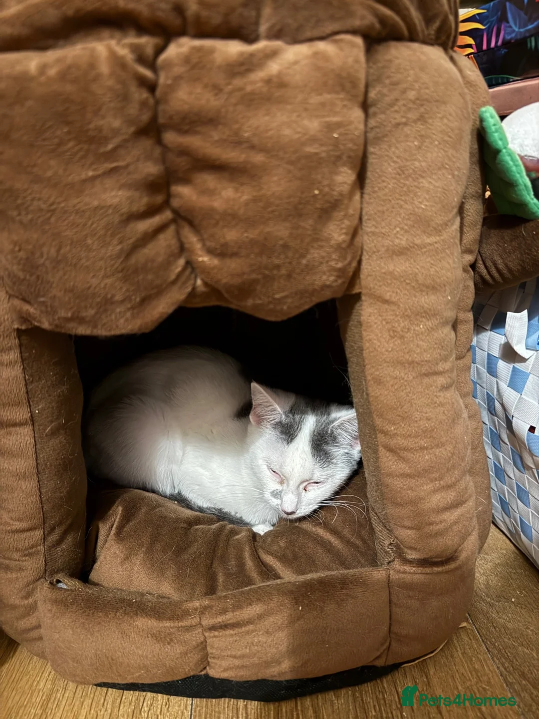 Mixed Breed cats for sale: Female kitten looking for her forever home  in Saffron Walden - Advert 2