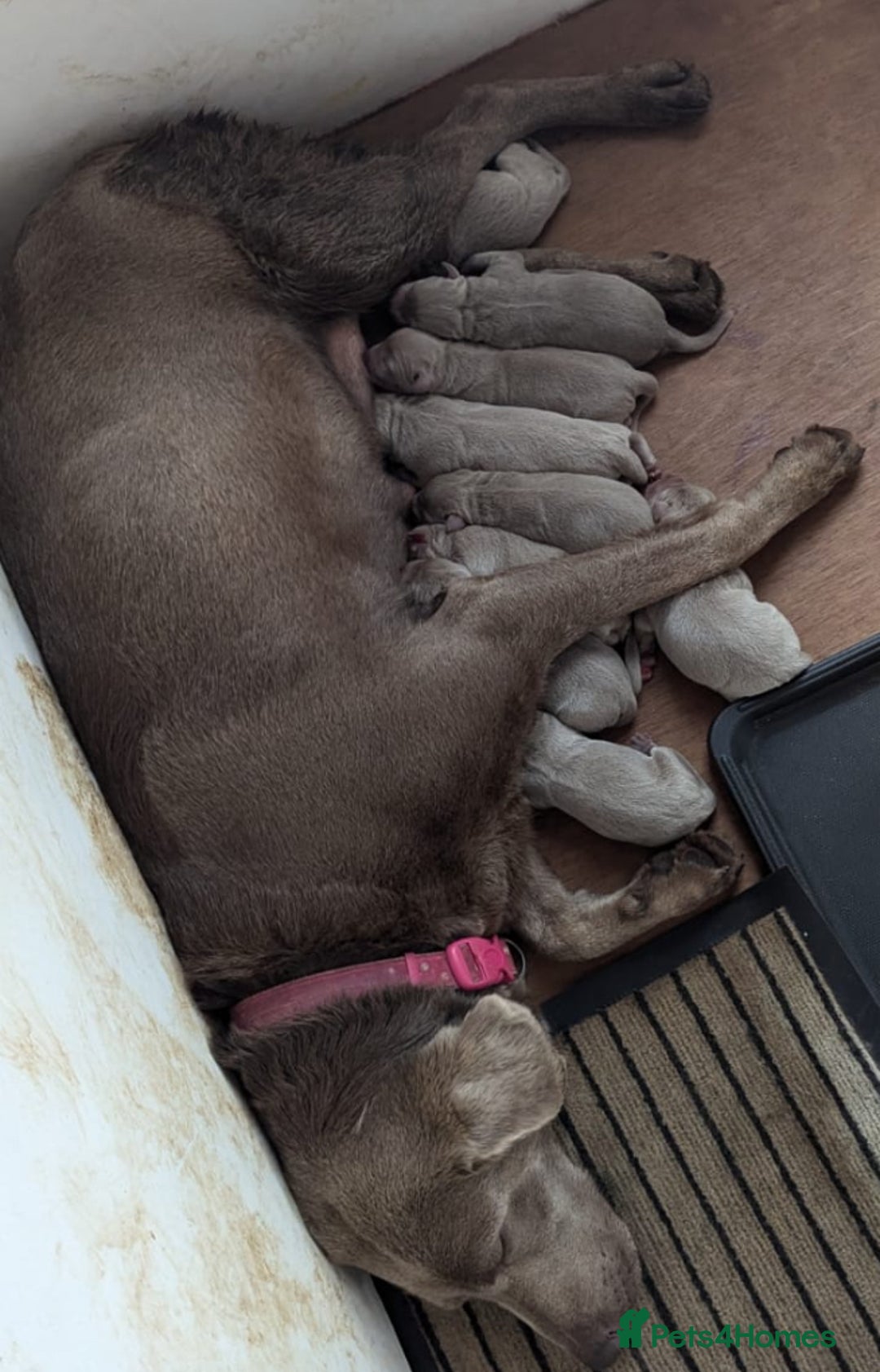 Labrador Retriever dogs for stud: Silver Labrador Stud  in Peterborough - Advert 6