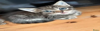 Tabby female