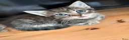 British Shorthair cats for sale: Beautiful tabby kittens looking for loving home - Advert 5