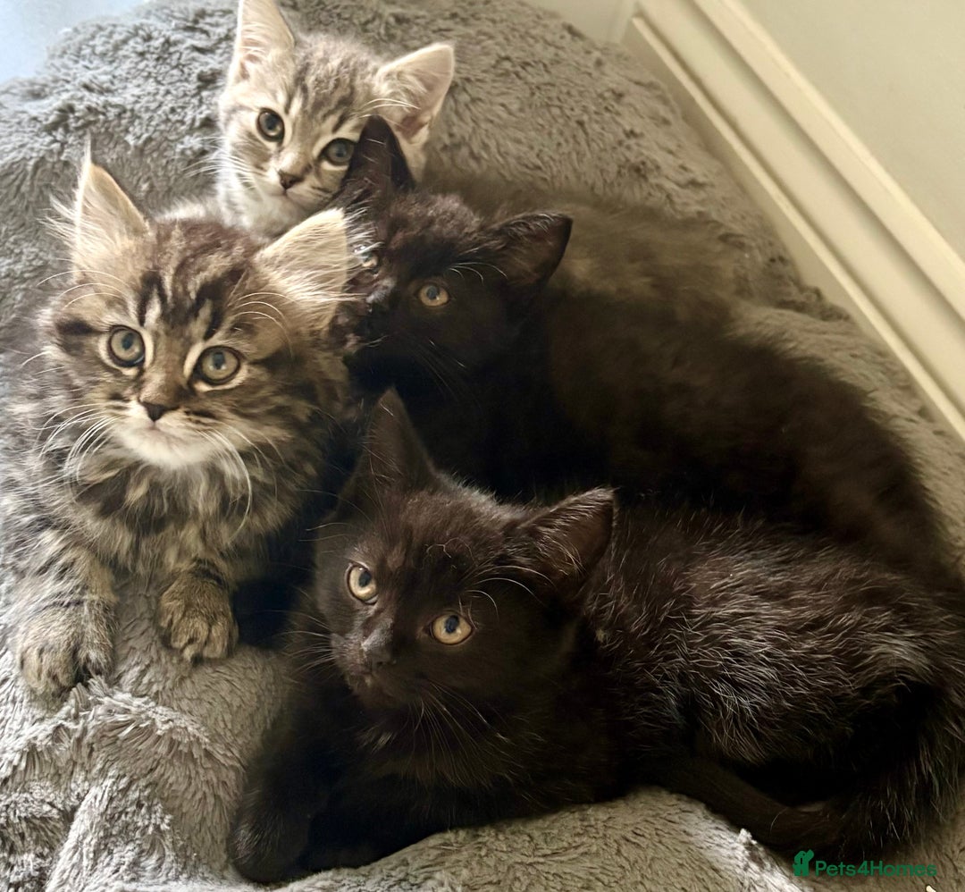 Mixed Breed cats for sale: Persian and British shorthair kittens for sale - Image 1