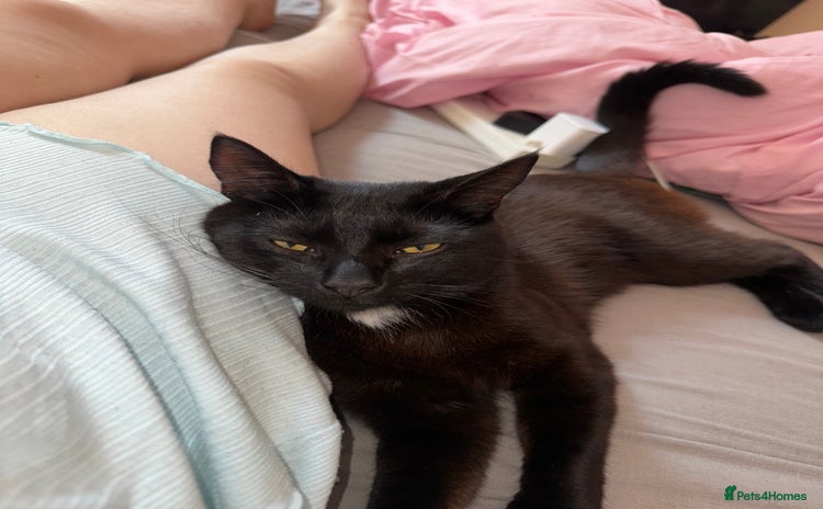 Domestic Shorthair cats - Advert 6