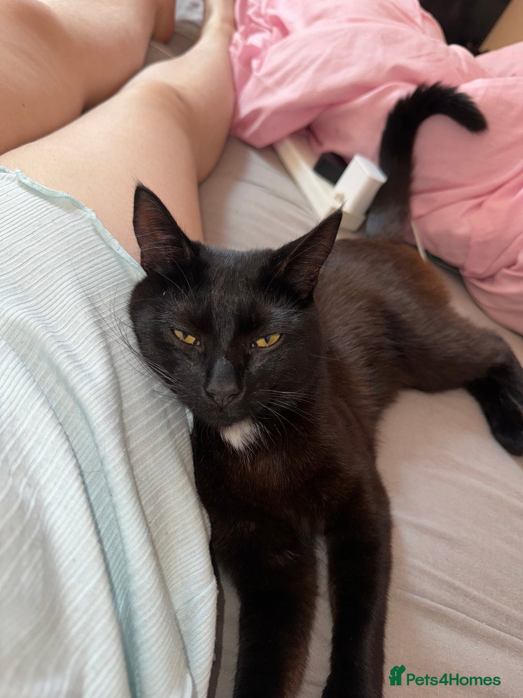 Domestic Shorthair cats for sale: Pablo - Image 1