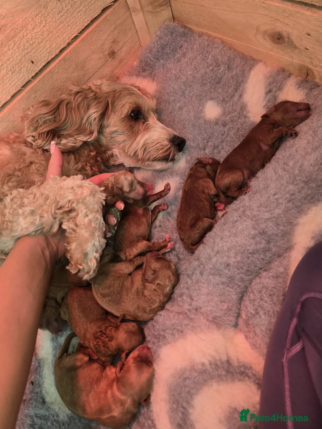 Cockapoo dogs for sale: Beautiful F1B Cockapoos, absolutely amazing  - Advert 2