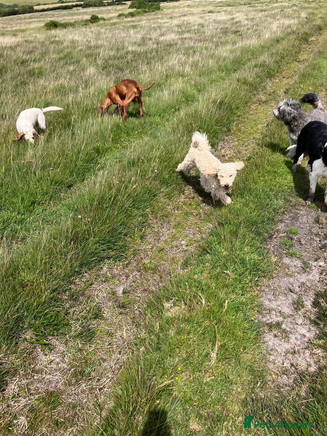 Miniature Poodle dogs for sale: MINIATURE POODLE  neutered male 4yrs old - Advert 6