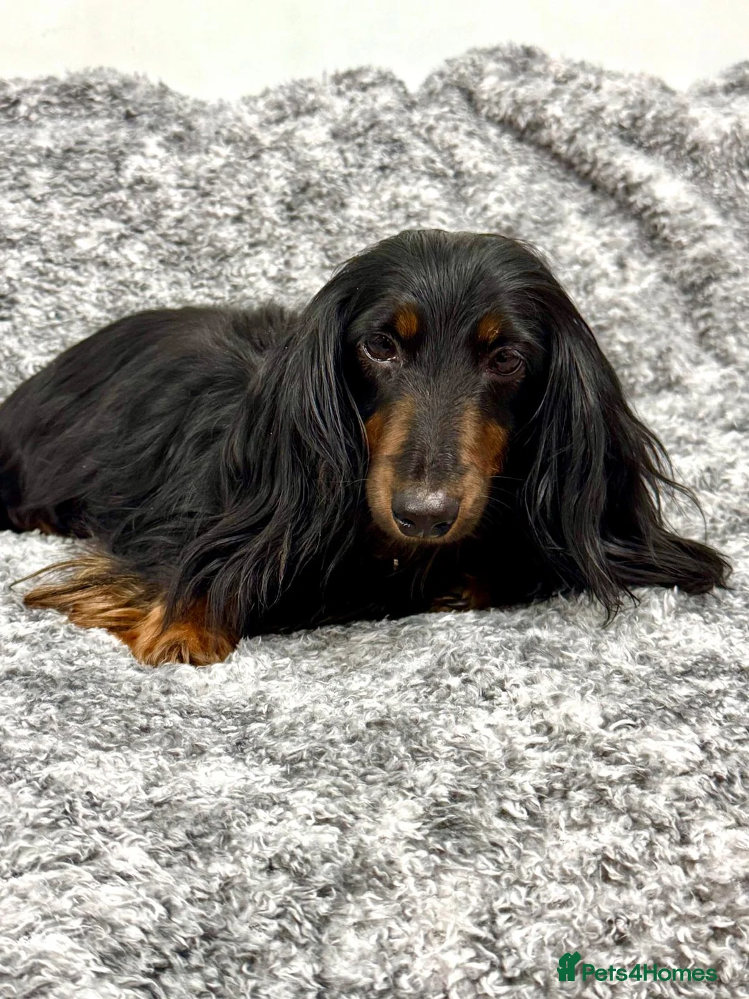Miniature Dachshund dogs for sale: Beautiful miniature dachshund female  - Advert 8