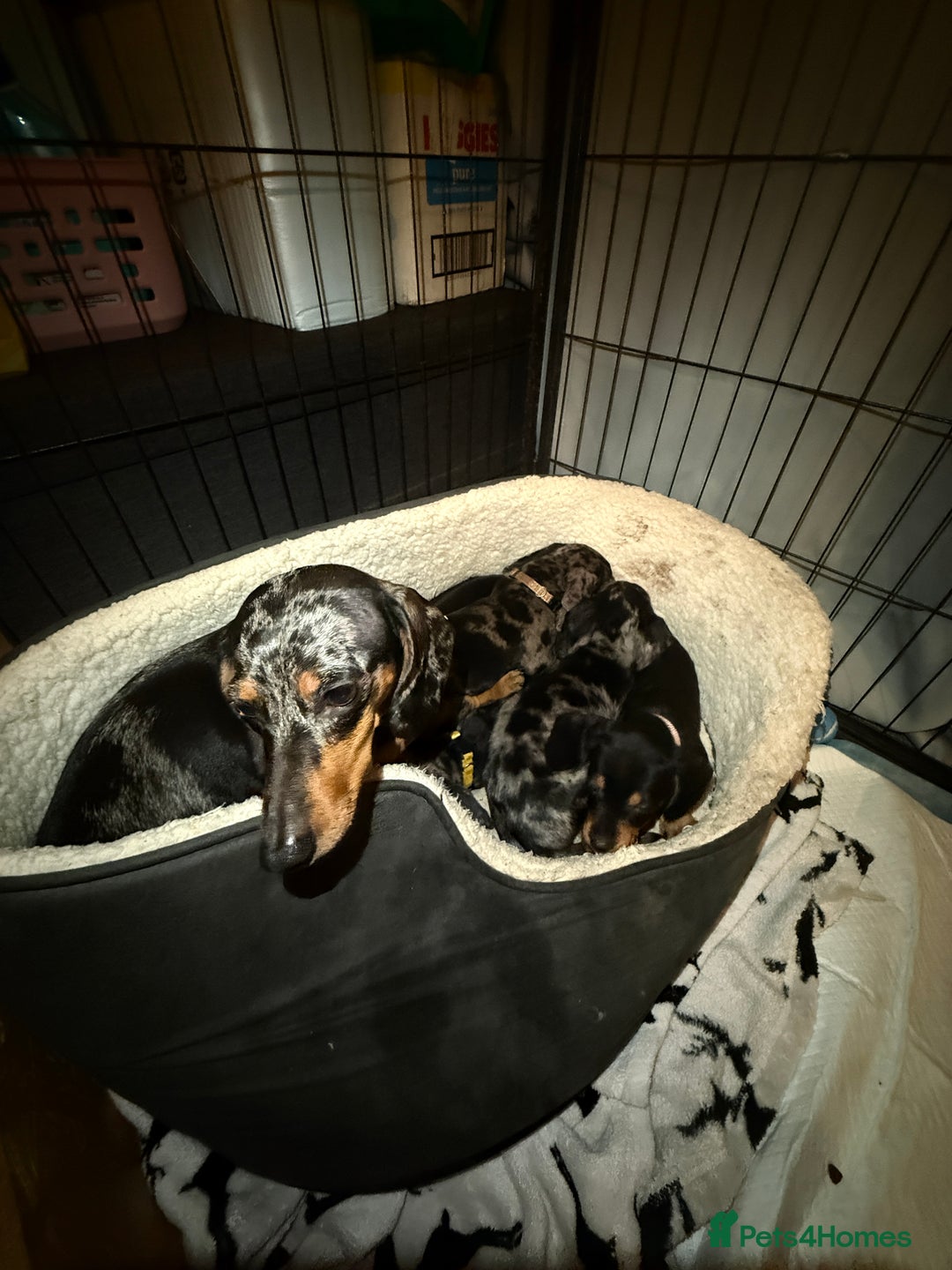 Miniature Dachshund dogs for sale: 5 gorgeous dachshund pups - Advert 6