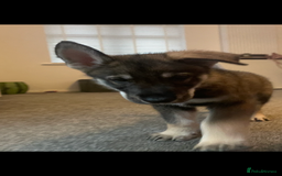 German Shepherd dogs for sale: Male German shepherd puppy ready now - Image 8