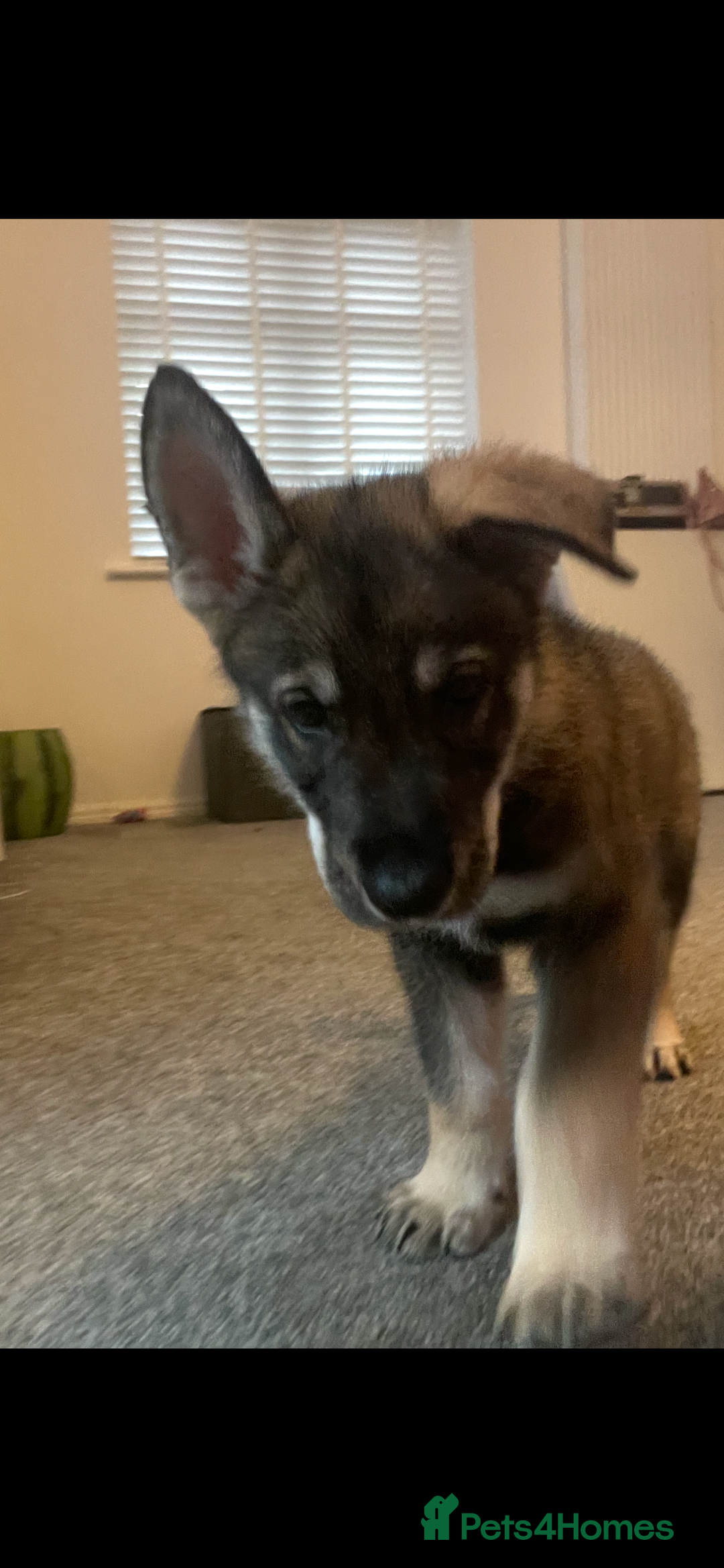 German Shepherd dogs for sale: Male German shepherd puppy ready now - Image 8