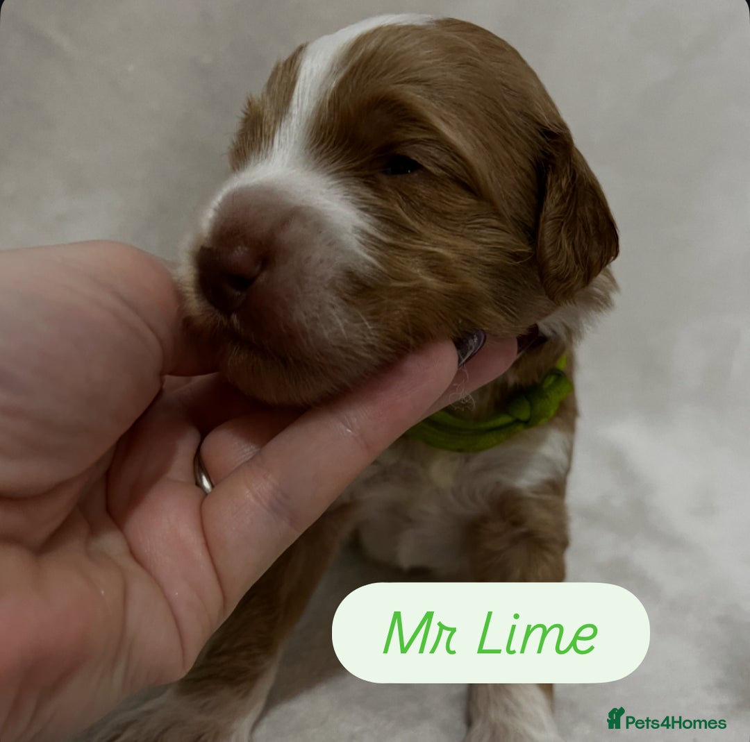 Australian Labradoodle dogs for sale: Quality Multigen Australian Labradoodle Puppies  - Advert 3