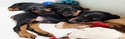 Dobermann dogs for sale: Lovely puppy sale  - Advert 5