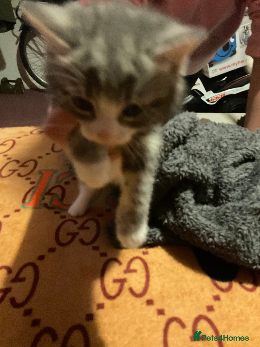 Mixed Breed cats for sale: I’ve been let down and now looking for home - Image 3