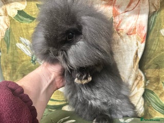 Mini Lion Lop rabbits Mini lion lop last girl ! - Advert 3