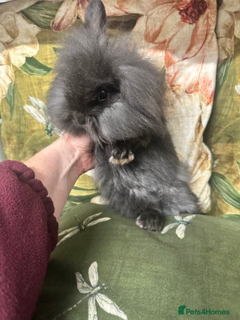 Mini Lion Lop rabbits - Advert 1
