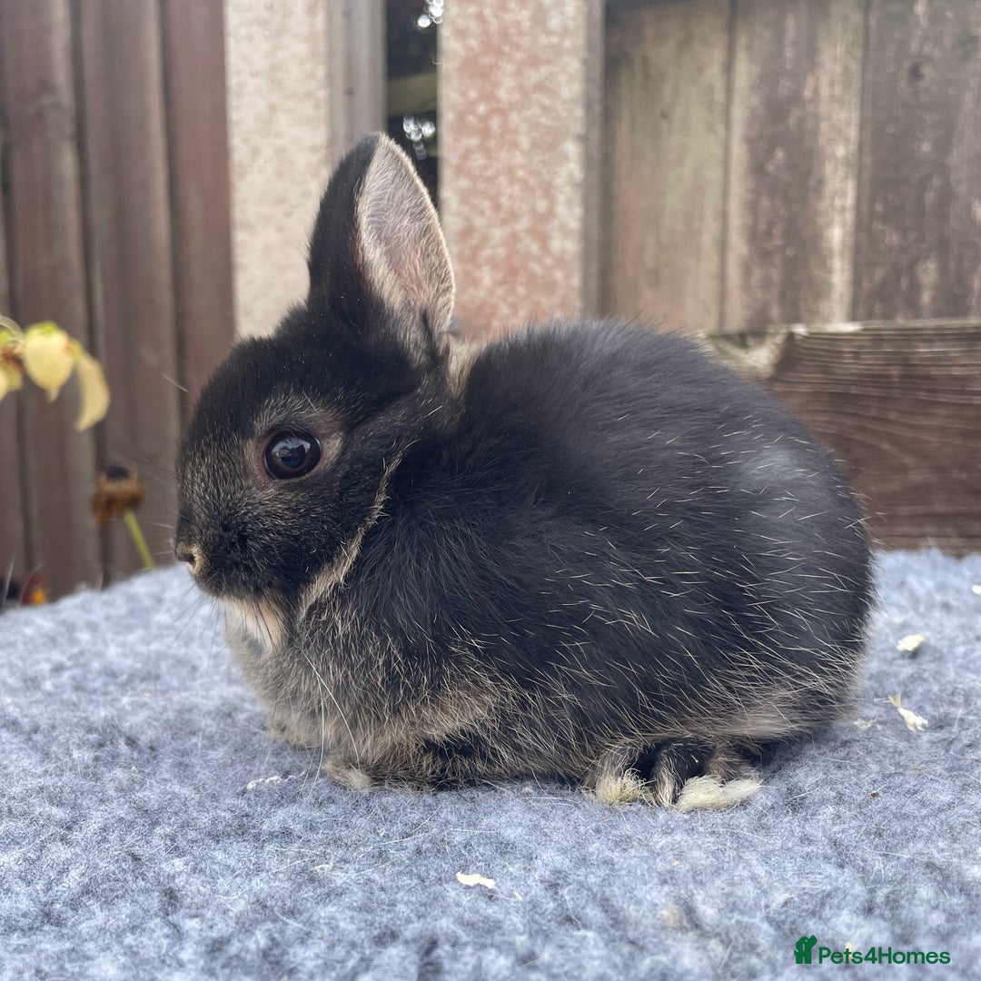 Netherland Dwarf rabbits for sale: Netherland Dwarfs - Image 5