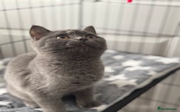 British Shorthair cats for sale: Britsh shorthair  - Image 1