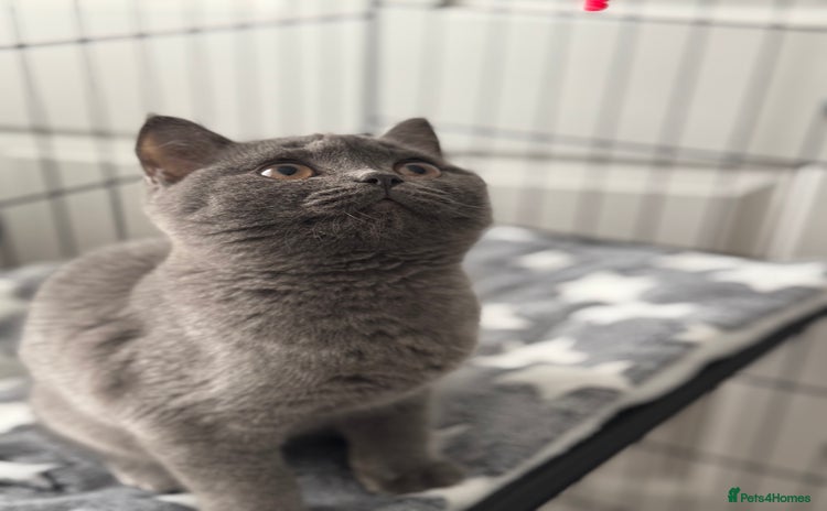 British Shorthair cats - Advert 5
