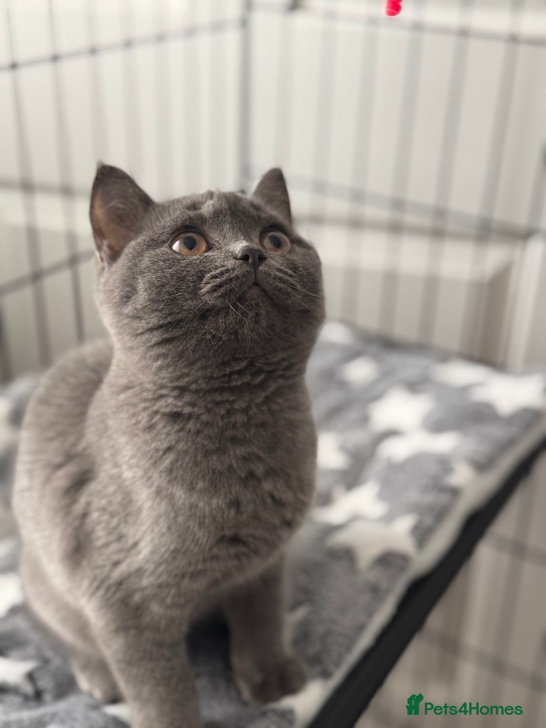 British Shorthair cats for sale: Britsh shorthair  - Image 1