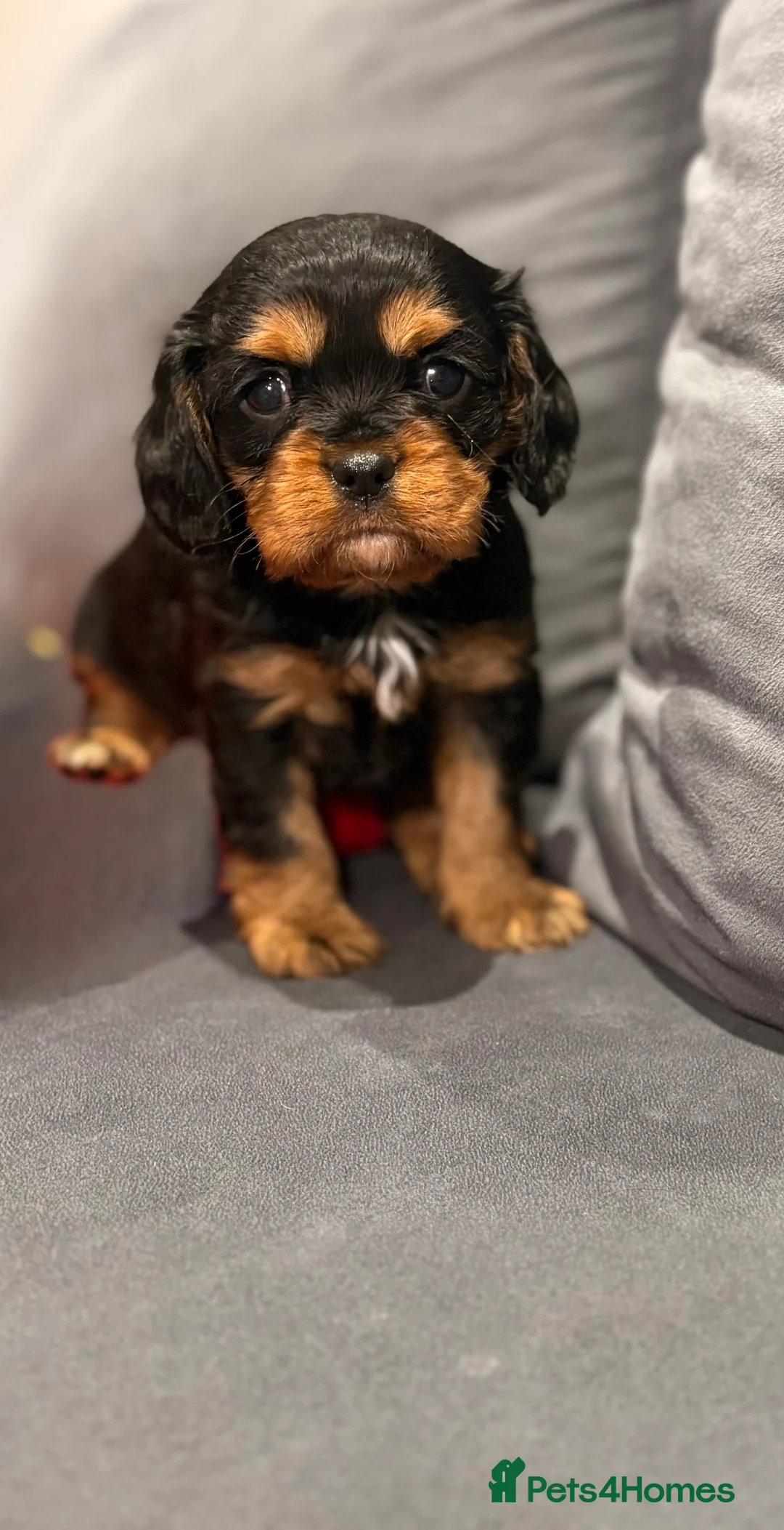 Cavalier King Charles Spaniel dogs for sale: 1 tri girl left - kc & health tested parents ❤️ - Advert 7