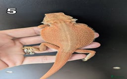 Bearded Dragon reptiles for sale: Witblits Bearded Dragon Babies ready now  - Image 12