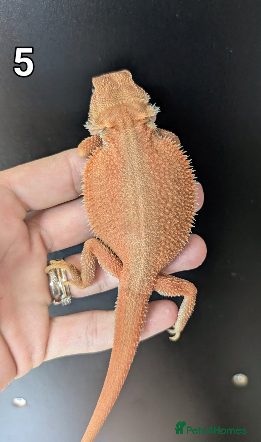 Bearded Dragon reptiles for sale: Witblits Bearded Dragon Babies ready now  - Image 12
