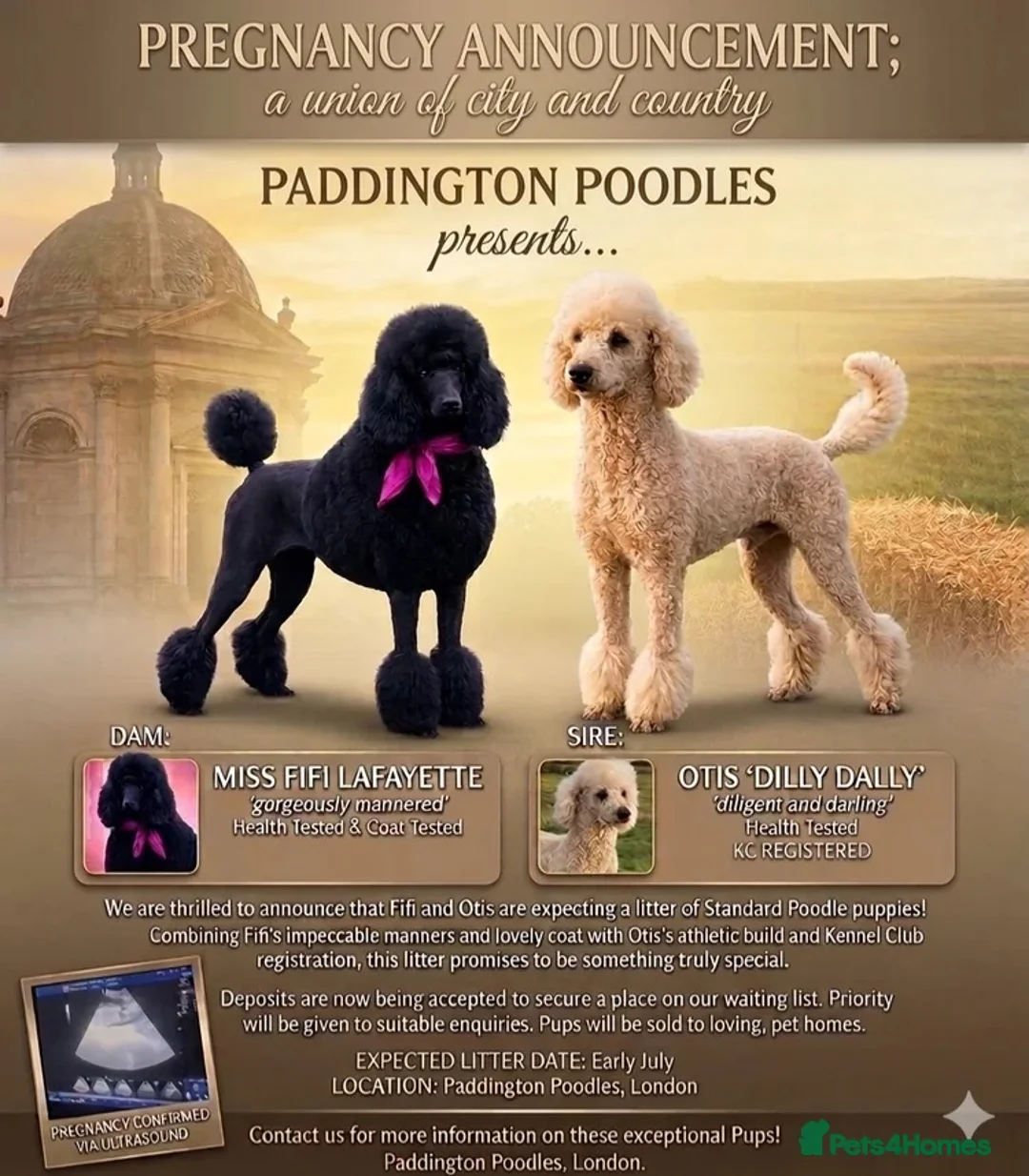 Standard Poodle dogs for sale: West London Standard Poodles - Advert 2
