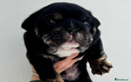 English Bulldog dogs for sale: Beautiful English bulldog puppies  - Advert 12