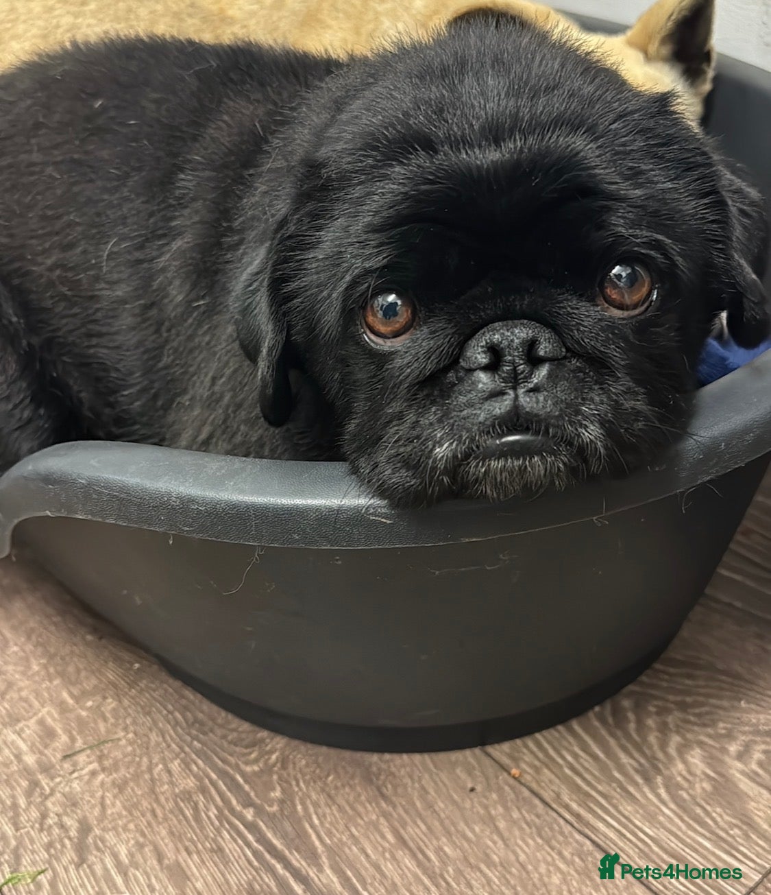 Mixed Breed dogs Meet Martin:Ready to Be Someone’s Best Friend - Advert 7